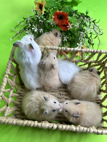 Хомяки: Продаются хомячки джунгарские, сирийские, ангорские пушистые хомячки — 22