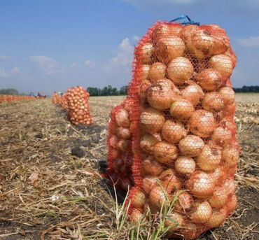 сколько стоит мясо домашнего бройлера: Лук Оптом, Самовывоз
