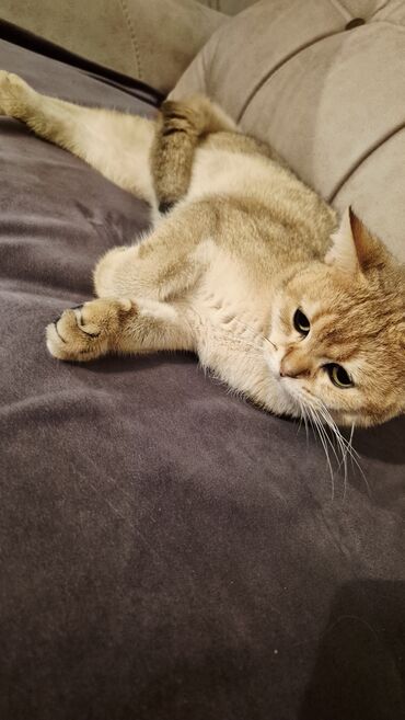 Pişiklər: Qızıl şinşilla, Erkək, Cütləşmə üçün — 9