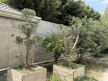 udi hindi bitkisi: Bonsai üslubunda formalaşdırılmış yetkin zeytun ağacları - Növ: Olea — 8