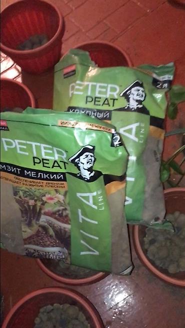 Алоэ: АЛОЭ Древовидные ("Столетники"). Возраст: от 3 лет и больше — 11