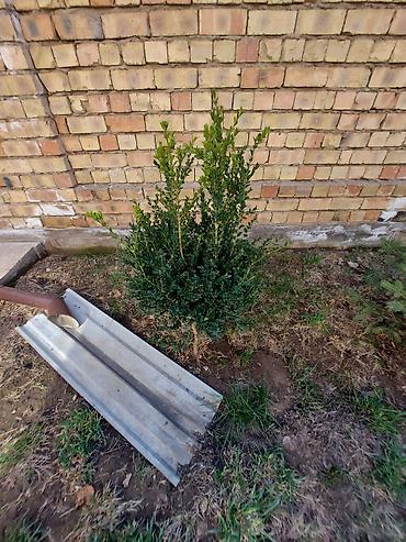 Декоративные деревья: Саженцы деревьев: Ели — 4