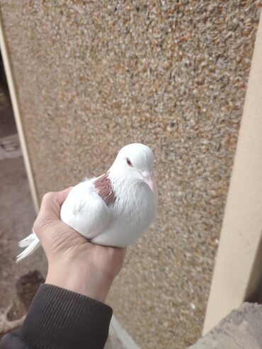 Göyərçinlər: Heyvanlarn hamsi tam saglamdi cut cutde satilir komda tek tekde — 1