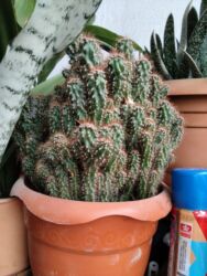 gül hicab instagram: Qapalı şərait üçün müxtəlif saksı bitkiləri - Kaktuslar: Şəkillərdə lalafo.az -da gül hicab instagram: Qapalı şərait üçün müxtəlif saksı bitkiləri - Kaktuslar: Şəkillərdə