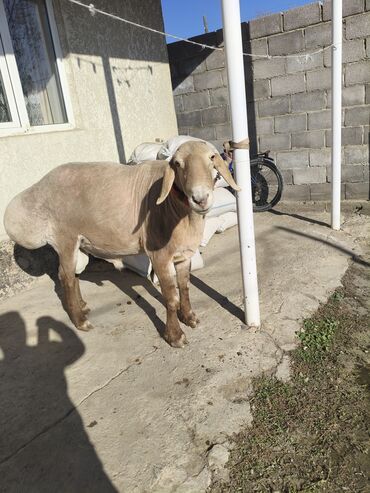 Бараны, овцы: Продаю | Овца (самка) | Эдильбаевская | Для разведения | Племенные — 7