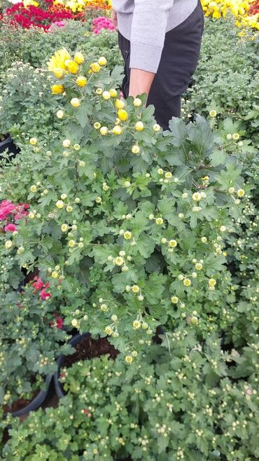 Çöl bitkiləri: 1.50 aznden başlayan qiymətlərlə Xrizantema (Chrysanthemum) bəzək — 5