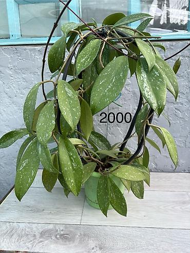 Продаю хойи. Цены от 250 - 300 сом