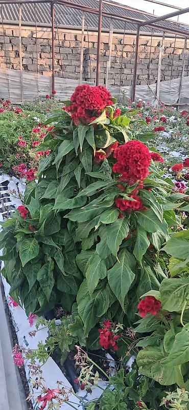 agadayi uzum sortu: Balaca qablardab satışda 1azn Məhsul: Qırmızı “Xoruz Tozu” – Celosia — 4