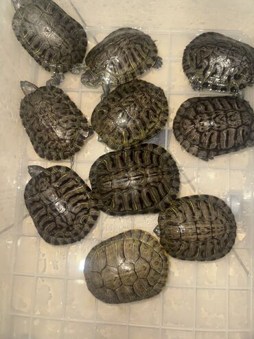 Другие животные: АКЦИЯ❗️❗️❗️ПРОДАЕМ ЧЕРЕПАХ ПО САМЫМ НИЗКИМ ЦЕНАМ❤️❤️❤️ — 4