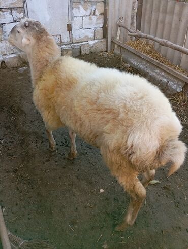 тап аз кошки: Самец, лет: 1, 60 кг, Самовывоз