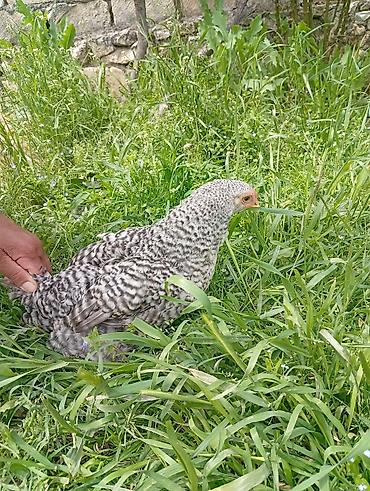 Toyuqlar: Toyuq, Yumurtalıq, Ödənişli çatdırılma -da lalafo.az — 4 Toyuqlar: Toyuq, Yumurtalıq, Ödənişli çatdırılma — 4