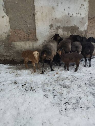 Бараны, овцы: Ассалому алейкум жакшы козулуу койлор сатылат койлор чоон эмес