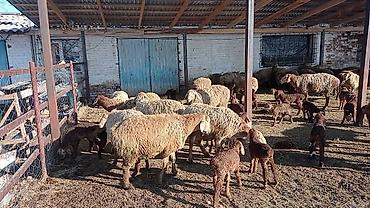 Продажа другой коммерческой недвижимости: Срочно продается кошара.( в 7 км от трасы Бишкек Кара- Балта ) 40 — 20