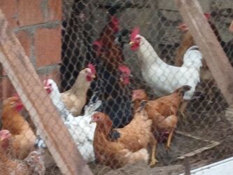 купить цыплят несушек: 9aylıq xoruzlar satılır