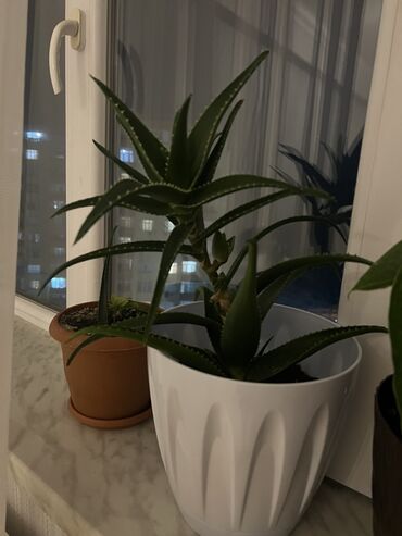 Buket güllər: Aloe (sukkulent) – dekorativ dibçək bitkisi - Növ: Aloe, ətli