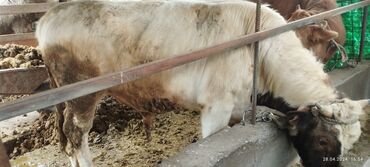 коровы ленинское: Продаю | Бык (самец) | Алатауская | На откорм | Привязанные