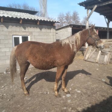 Животные: Продаю | Кобыла (самка) | Дончак | Для разведения