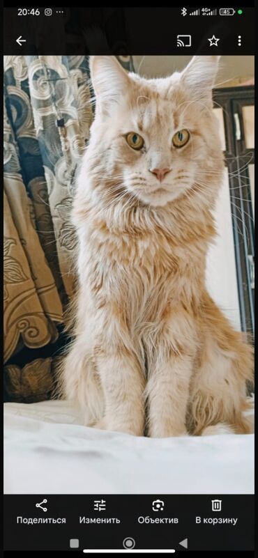 беременная кошка: Мейн-кун, более 5 лет, Мальчик, Рыжий, Приучена к лотку, Проглистована, С прививками