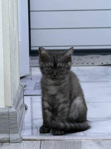 Pişiklər: Yaxşı əllərə — 9