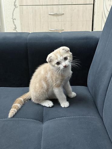 шотладский котенок: Шотландский вислоухий котёнок (Scottish Fold) Возраст: 2 месяца — 1