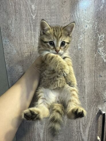 где продаются кошки: Породистый котёнок с ярким тигровым окрасом (золотисто‑рыжие полосы с