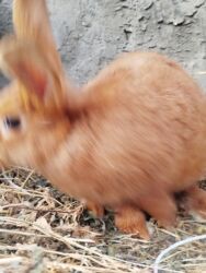 Dovşanlar: Temiz Burgun balalar. var satiwda diwi ve erkey 1 erkey 2 diwi — 9