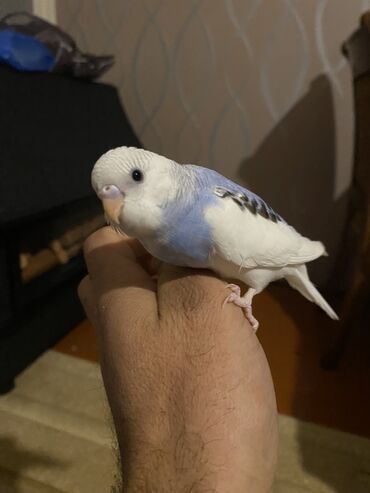 Tutuquşları: Valnis balaları satılır ətraflı məlumat üçün vasapa yazın Birdəki — 1