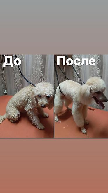Ветеринар кызматы: Профессиональная стрижка собак и кошек — 9