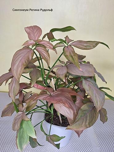 Другие комнатные растения: #Аллоказии/Сингонеумы/ Прочее-Домашние - Адаптированные!!! — 9