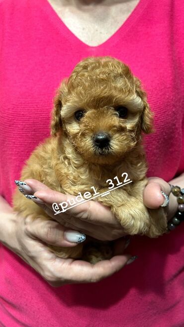 японская порода собак акита: Продаются щенки той пуделя. С родословной! Девочка и мальчик. Наши