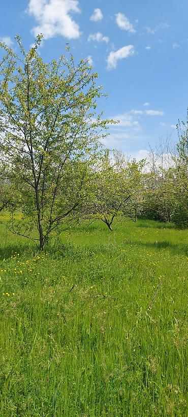 26 sot, Tikinti, Kupça (Çıxarış), Bələdiyyə