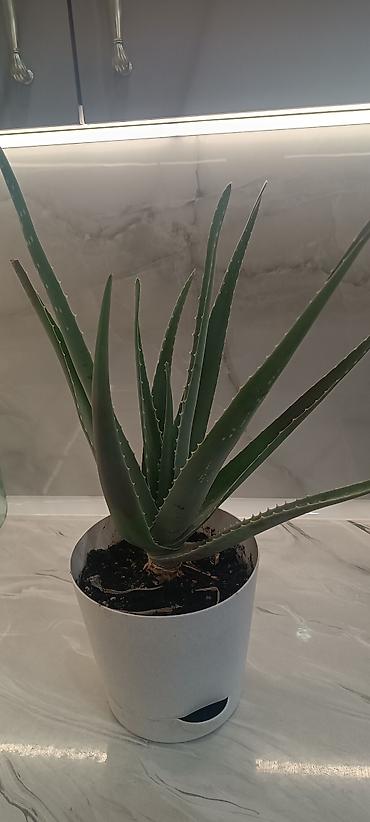 цветы алоэ: Алоэ вера в горшке - Вид: Aloe vera (алоэ столетник), суккулент. - — 3