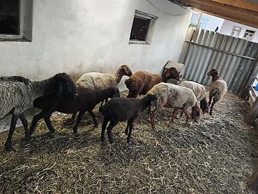 Qoyunlar, qoçlar: Dişi, Qala, il: 1, 50 kq, Damazlıq, Ünvandan götürmə — 12
