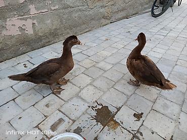 qaz yumurtasi satisi: 2 dənə dişi qırmızı öküz fərə satılır 3 ay yarımlıqdilar qiymətdə çox — 1