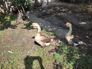 Другие с/х животные: Домашние гуси - Порода: линда+крупные серые (характерный «шишак» на — 1