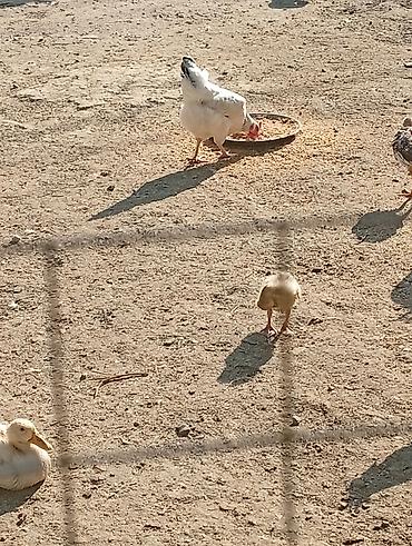 liqorin toyuqlari satilir: Hər cürə heyvan var qaz balası ordey hindusqa nə iddeseniz var işimlə — 4