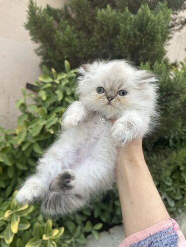 Pişiklər: Fars -da lalafo.az — 14 Pişiklər: Fars — 14