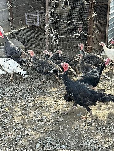 индюк алам: Продаю | Индюк (самец), Индюшата, Индюшка (самка) | Полукровка, Северокавказская, Черный принц | Для разведения, На забой — 1