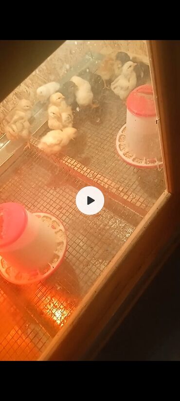 бойцовая птица: Продаю цыплят домашних в кара Балта 60 сом двух недельные телефон