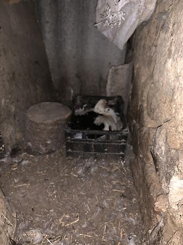 balaca it səkilləri: Musk ördəkləri (indo duck) – müxtəlif rənglərin qarışığında sürü — 4