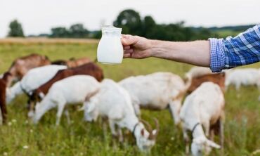 услуги дрон: Эчки суту,козее молоко,на продажу литр 100 сомкараколе