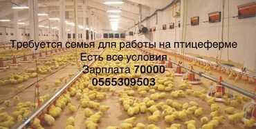 работа в фермерском хозяйстве с проживанием: Вакансия: работа на птицеферме для семьи. - Условия: «есть все