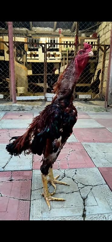 serebrist cuce satisi: Xoruz, Heyratı, il: 1, Ünvandan götürmə, Ödənişli çatdırılma, Rayonlara çatdırılma — 2