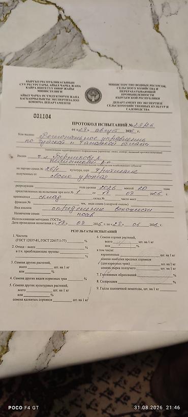 отруби рисовые: Семена тритикале (пшенично-ржаной гибрид) - Культура: тритикале — — 2
