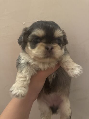 İtlər: Pekines, 1 ay, Dişi
