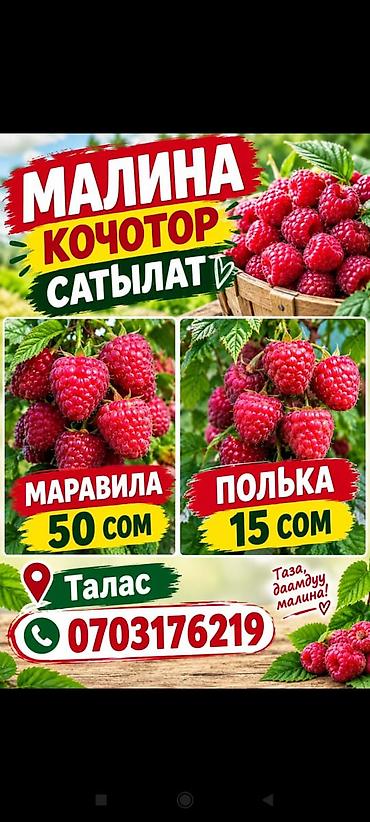 Уруктар жана көчөттөр: Рассада малины — сорта Маравила и Полька. - Маравила — крупноплодная — 1