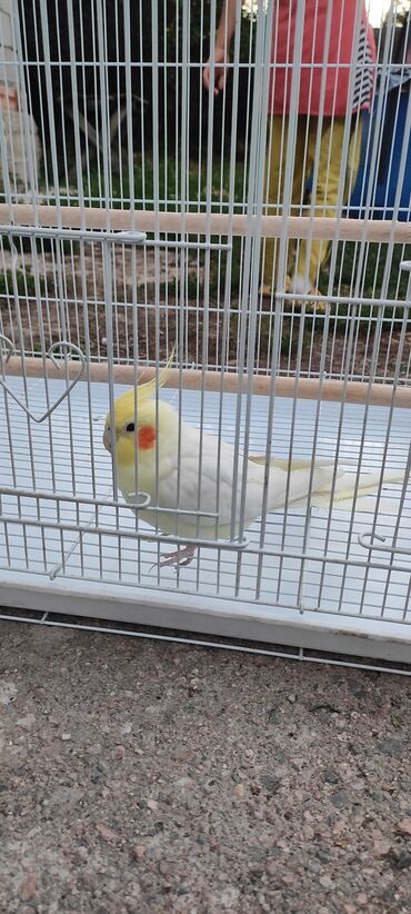 Животные: Продаю попугая Карела вместе с большой просторной клеткой. Возраст
