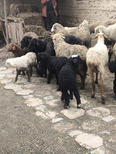 Баран, овца: Продаю | Овца (самка) | Полукровка | Для разведения | Матка — 3