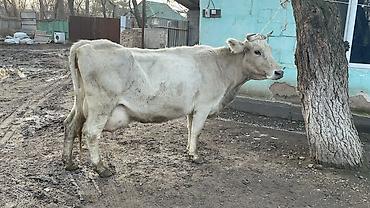 Коровы, быки: Продаю | Корова (самка) | Швицкая | Для молока — 2