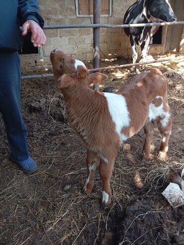 simmental inək cinsi: Dana, buzov, Erkək, Simental, ay: 1, Damazlıq, Ünvandan götürmə